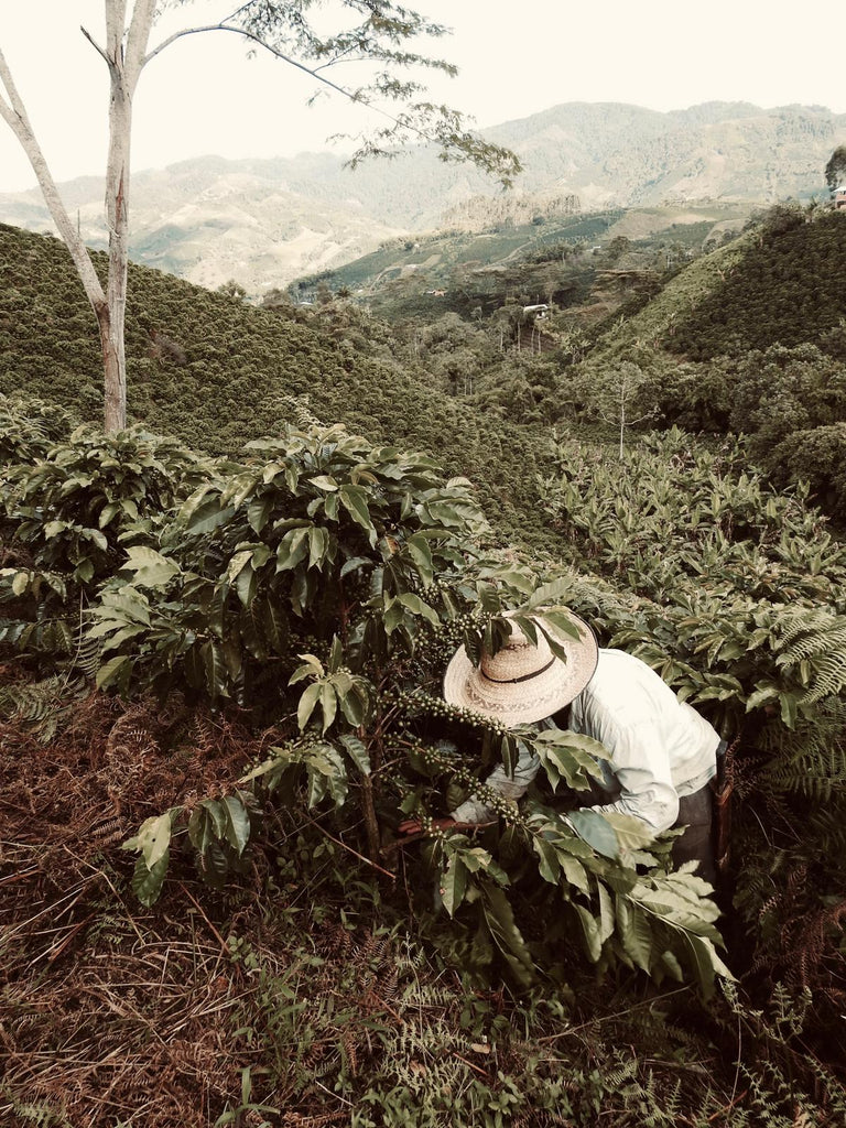 A farmer picking coffee beans in the mountains.